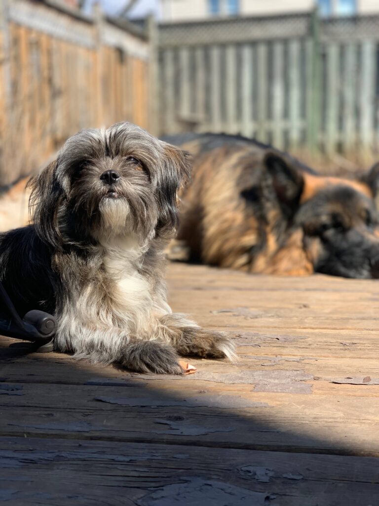 Shih poo breed