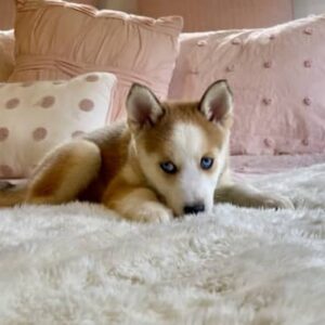 Lulu - Image 3