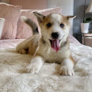 Lulu
