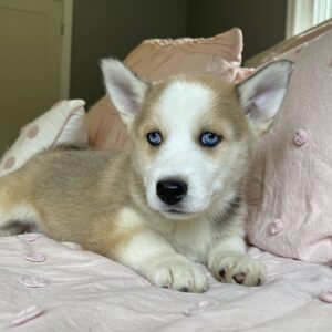 Lulu - Image 2