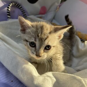 Athena